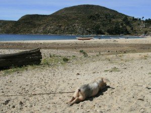 Schwein am Titicaca-See, PERU
